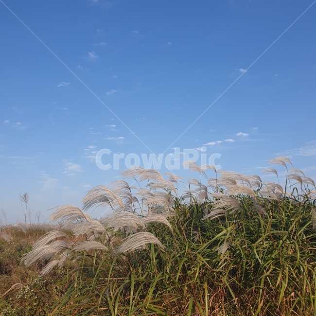 식물,plant,갈대,reed,억새,가을,계절,fall,autumn,season,grass,잔디,lawn