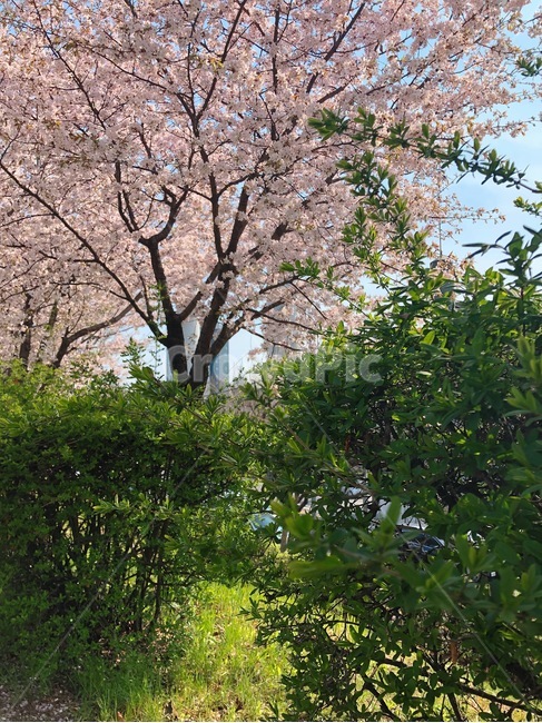 꽃,식물,자연,아름다운,flower,nature,colorful,plant,봄,벚꽃,나무