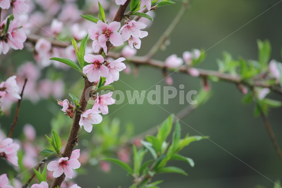plant,식물,꽃,자연,nature,식물,자연,plants,nature,꽃,flower