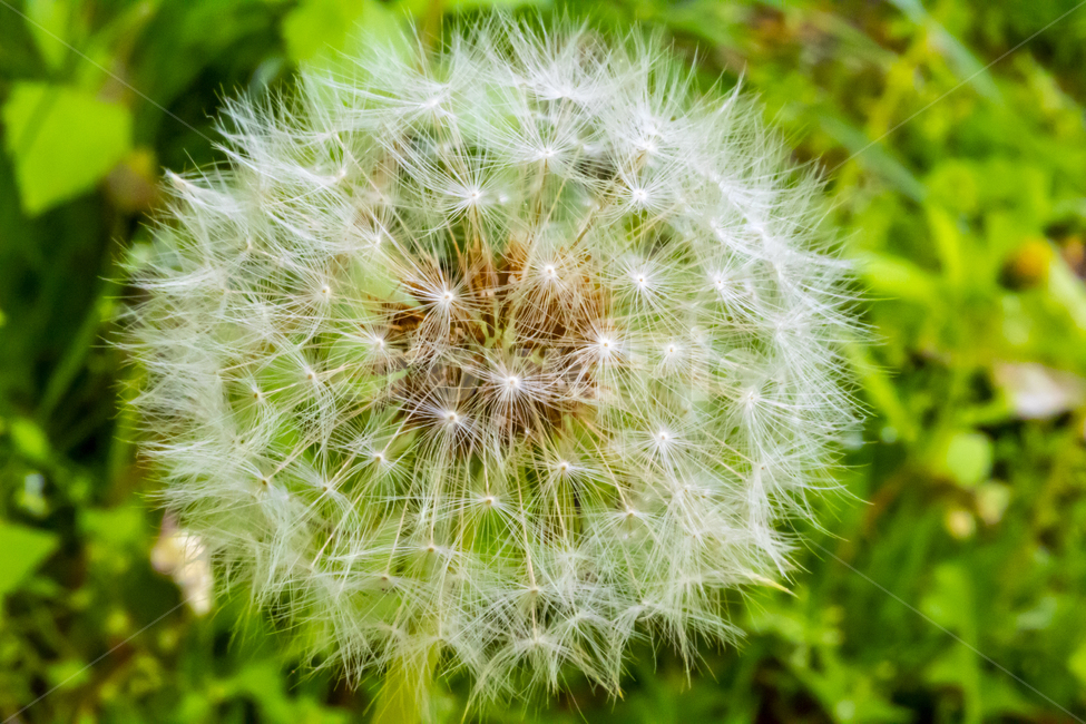 꽃,봄,접사,dandelion,민들레,seeds,flower,spring,macro,씨앗,식물,자연,plants,nature,꽃,flower