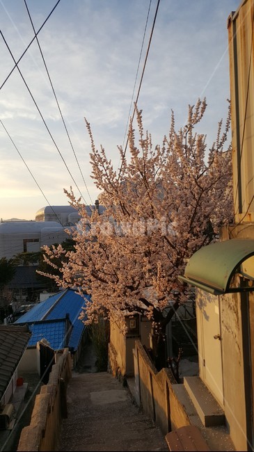벚꽃,벚꽃나무,노을에비친꽃,시골풍경,시골벚꽃,골목길,alley,plant,식물