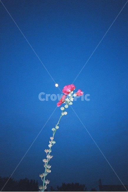 꽃,달,밤,풍경,필름,필름카메라,밤하늘,moonlight,moon,flower,night,film,filmcamera,nature,blue,skyblue,landscape,야경,밤,풍경,nightscape,night,landscape,식물,자연,plants,nature,꽃,flower,색깔,색상,색채,색감,color sense,color sensitivity,feeling of color,blossom,plant,petal,꽃잎