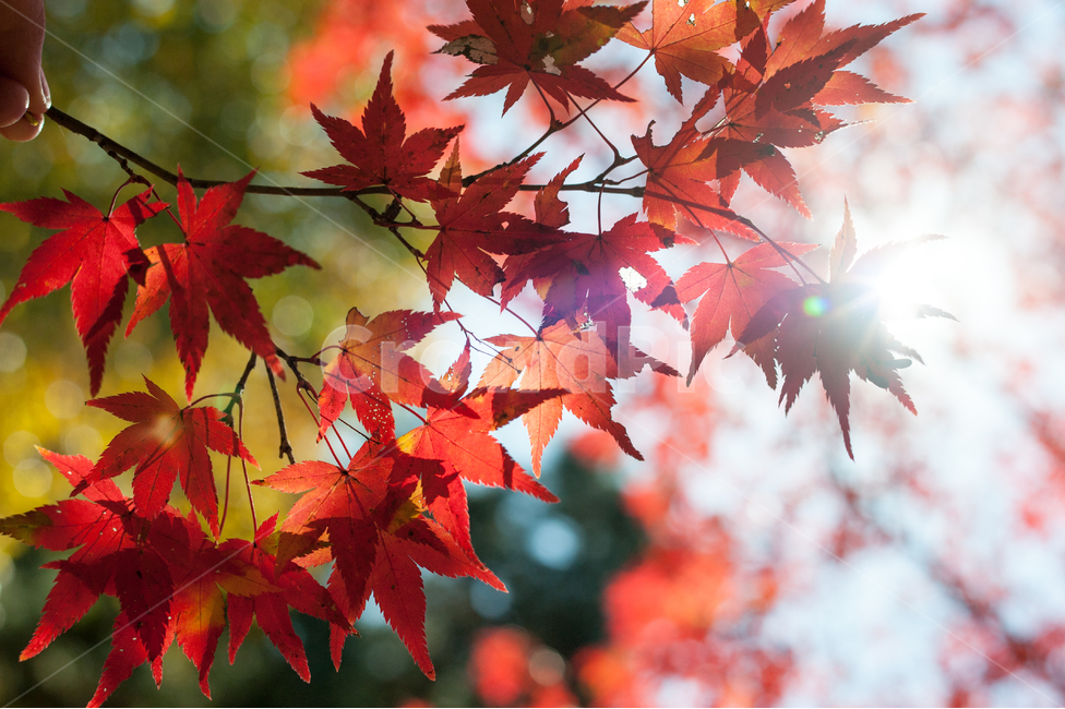 가을,단풍,낙엽,레드,붉은,빨강,나뭇잎,가을,계절,fall,autumn,season,식물,자연,plants,nature,plant,leaf,잎,tree,나무,maple