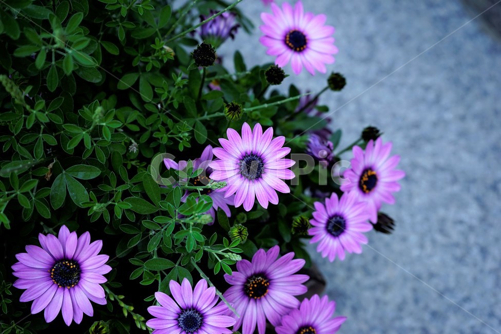 봄,bloom,꽃,식물,자연,화사함,꽃향기,colorful,floral,flower,gardenflowers,happymind,life,nature,plant,spring,오스테오스펄멈,아프리카원산,아프리칸데이지,garden,Osteospermum,디모르포테카,데모루,오스테오스퍼멈,식물,자연,plants,nature,꽃,flower