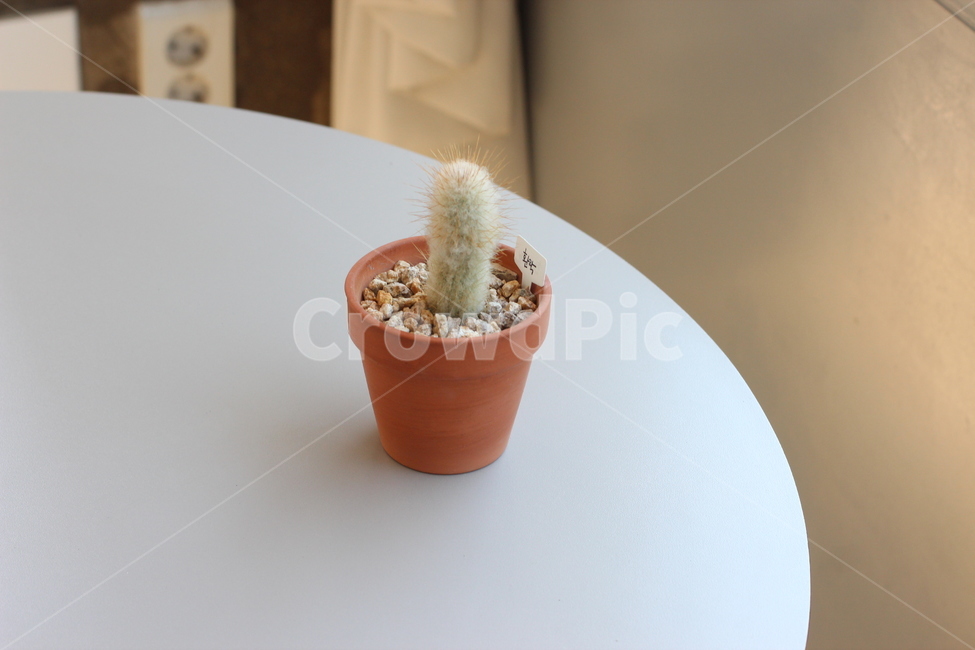 plant,식물,카페,인테리어,선인장,cafe