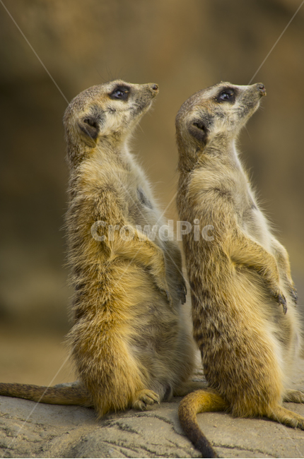 미어캣,포유류,경계,동물,동물원,라이언킹,귀요미,티몬,라이온킹,lionking,meerkat,animal,zoo,mammal,cute,alert,동물,animal,포유류,mammal