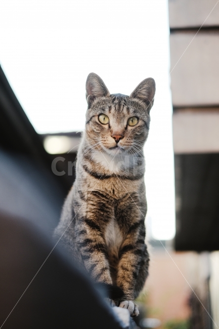 길냥이,길고양이,캣맘,고양이,도둑고양이,동물,animal,포유류,mammal,고양이,cat,kitten,kitty