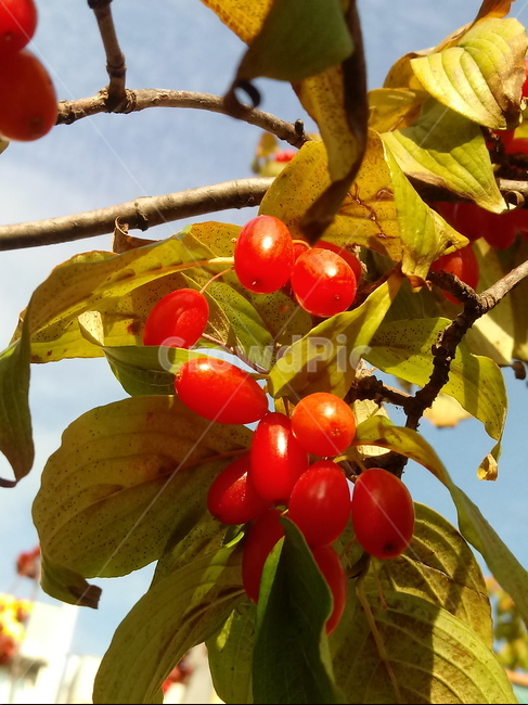 꽃,식물,plant,tree,붉은열매,열매,fruit,산수유,과일,열매,fruit