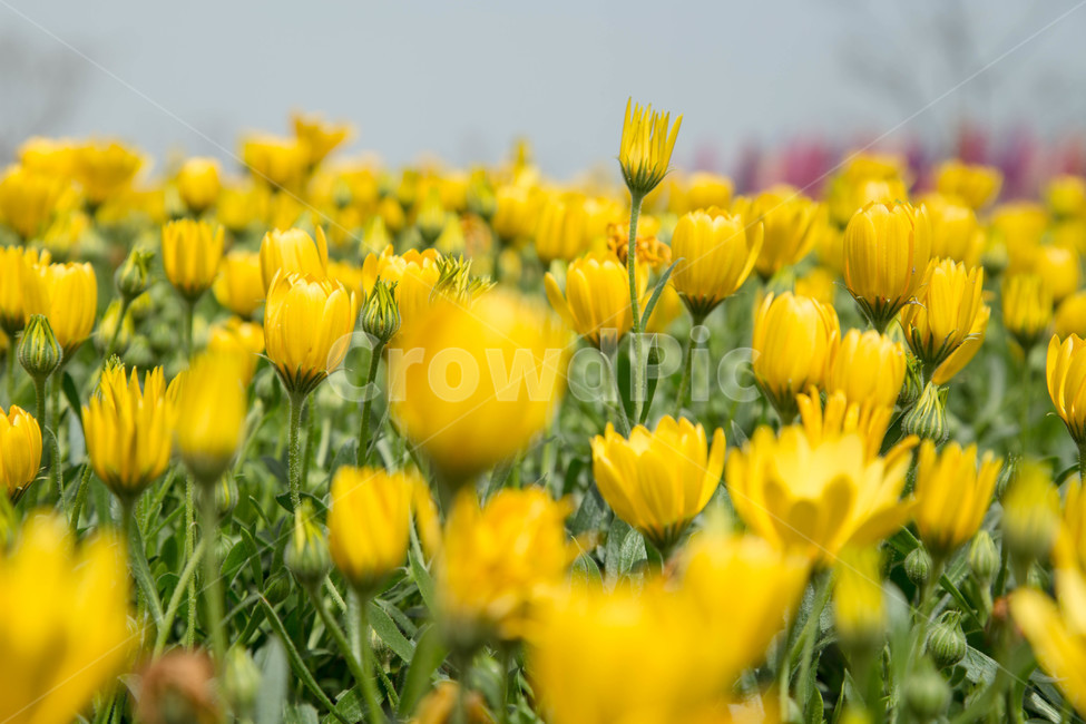 튤립,노란튤립,꽃,향기,봄,식물,자연,plants,nature,꽃,flower
