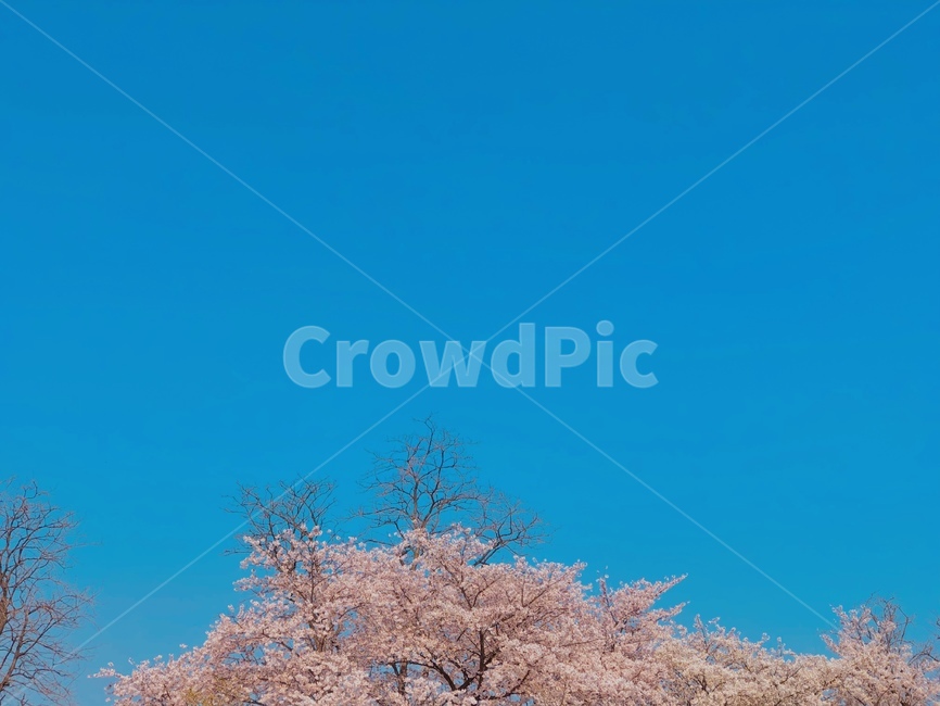 꽃,벚꽃,봄,하늘,자연,flower,blossom,cherryblossom,spring,sky,nautre,봄,계절,spring,season,plant,식물,cherry blossom