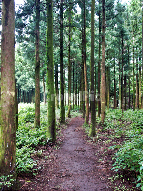 길,나무,숲,사려니숲길,제주,자연,풍경,숲길,path,통로,tree,plant,식물
