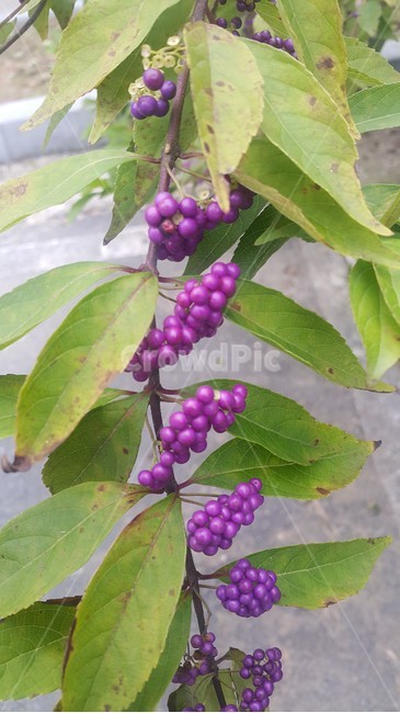 보라색괴일,보라,열매,과일,가을,식물,자연,plants,nature,과일,열매,fruit