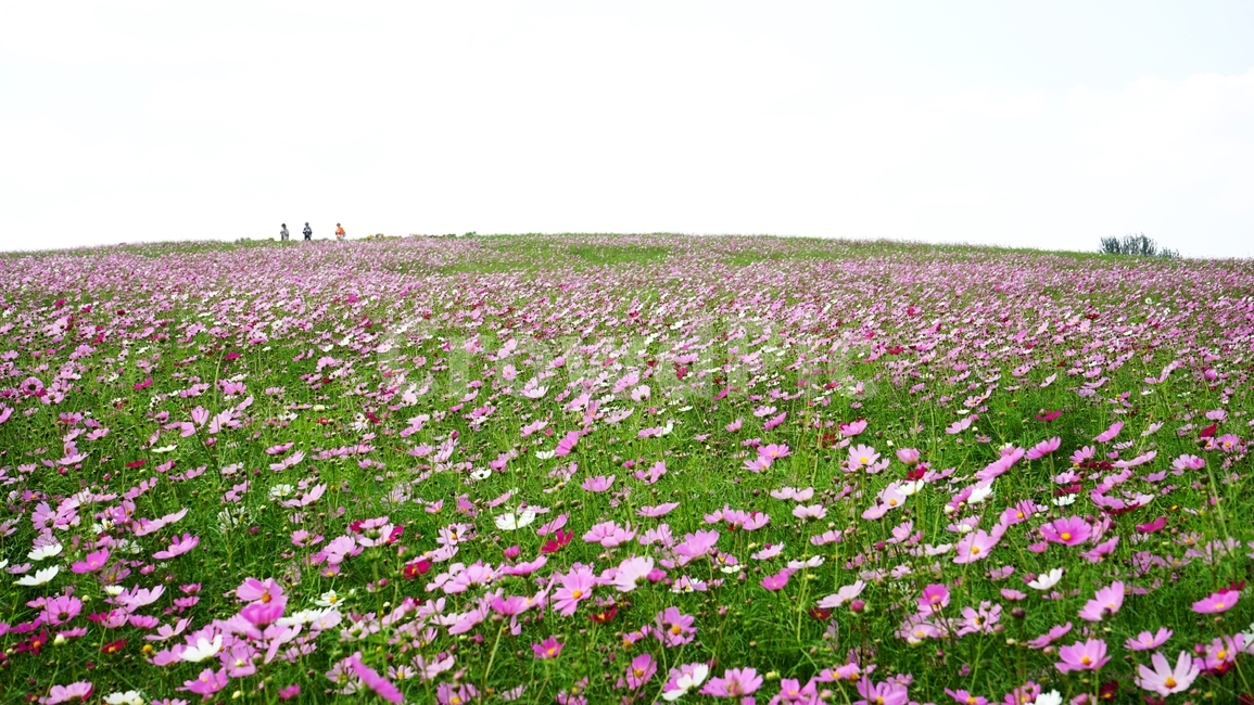 코스모스,야생화,가을,하늘,가을하늘,가을,계절,fall,autumn,season,자연,풍경,nature,landscape,field,들,outdoors,옥외,plant,식물