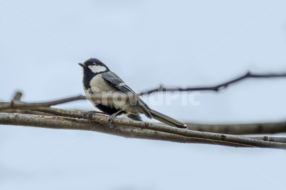 새,조류,봄,따듯함,bird,spring