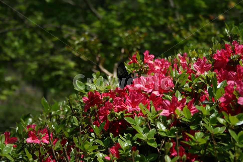 철쭉,꽃,붉은꽃,나비,식물,flower,butterrfly,식물,자연,plants,nature,꽃,flower,동물,animal,곤충,벌레,insect,bug