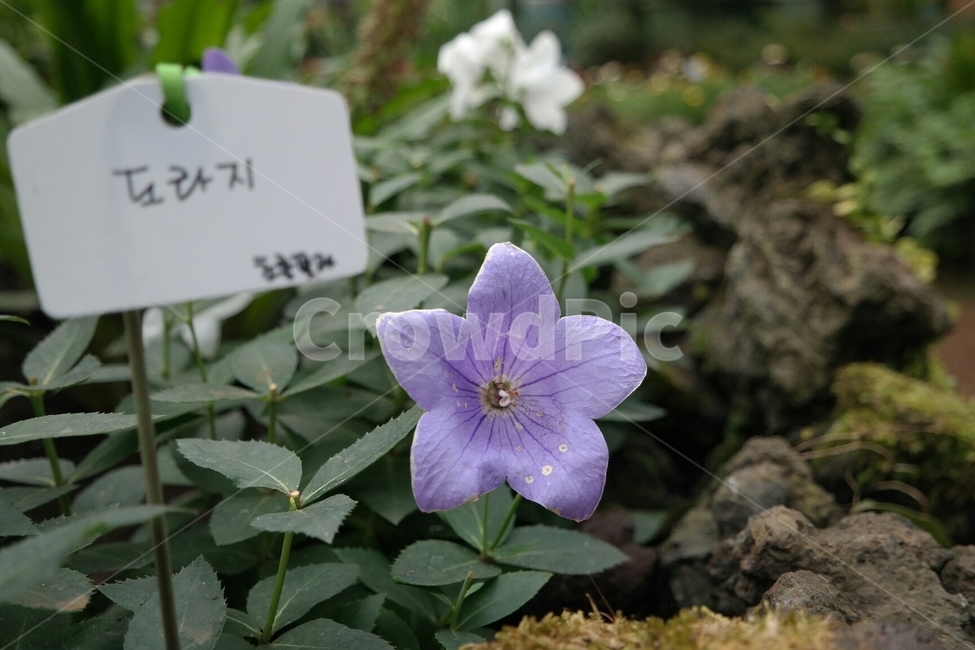 도라지꽃,도라지,꽃,자연,식물,꽃,flower