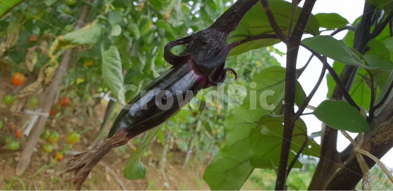 가지,농촌,채소,주말농장,결실,식물,자연,plants,nature,채소,야채,vegetables