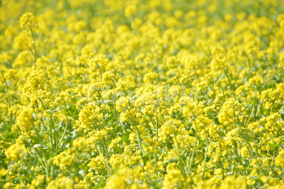 유채꽃,제주봄,봄,꽃밭,봄날,식물,자연,plants,nature,꽃,flower