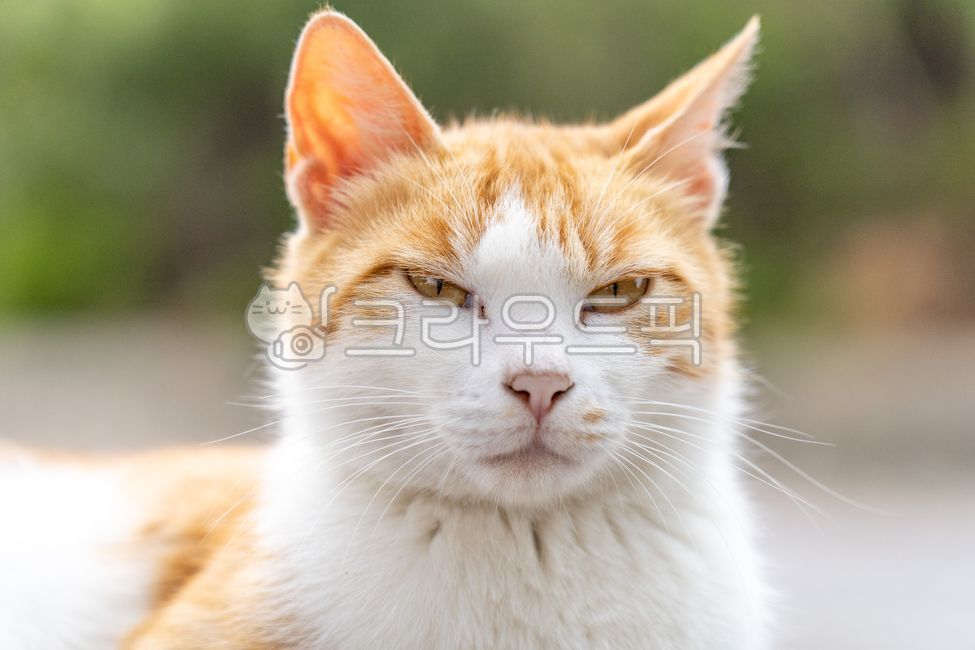 Sleepy,kitten,cat,sleepy cat,sleepy,kitty