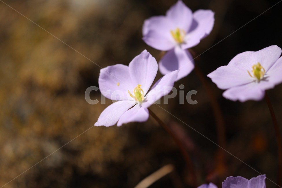 꽃,식물,자연,flower,접사,식물,자연,plants,nature,꽃,flower