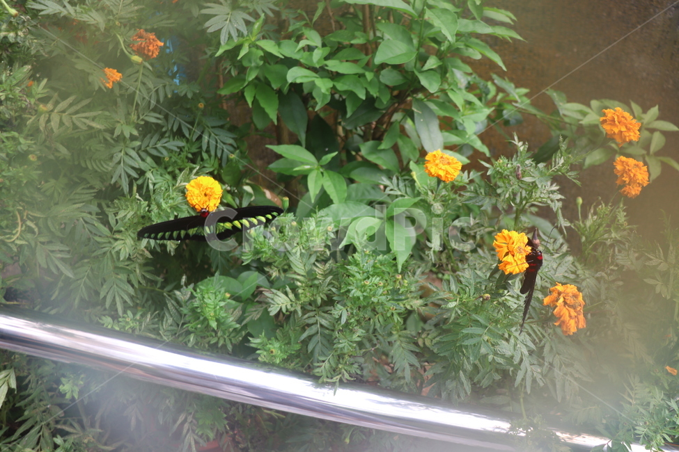 pottery,도기류,vase,병장식,plant,항아리,jar,화분,pottedplant,식물,곤충,벌레,insect,bug