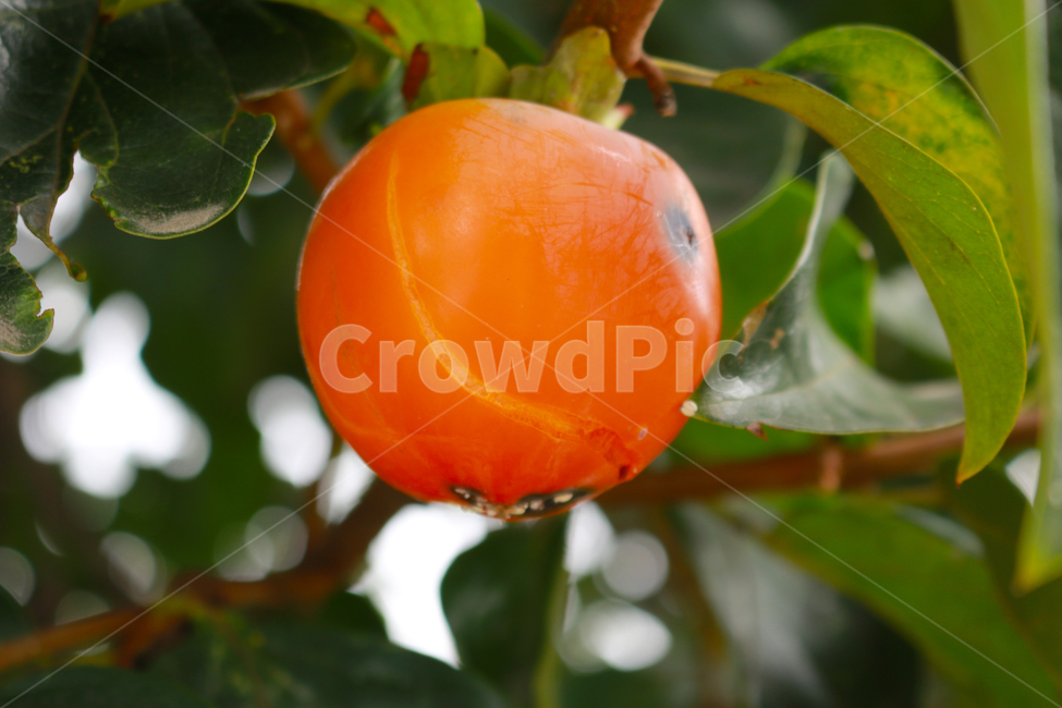 plant,fruit,korea,autumn,harvest,persimmon,과일,열매,fruit
