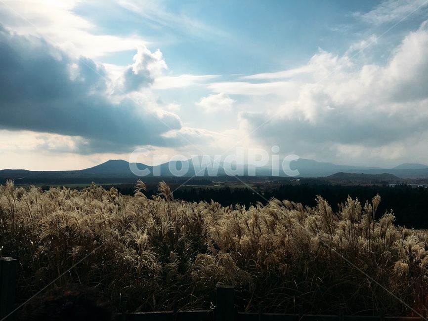 가을하늘,갈대,제주도,제주,억새,가을,하늘,가을,계절,fall,autumn,season,자연,풍경,nature,landscape,weather,날씨,grass,잔디,plant,식물,cloud,구름,cumulus,적운,outdoors,옥외,sky