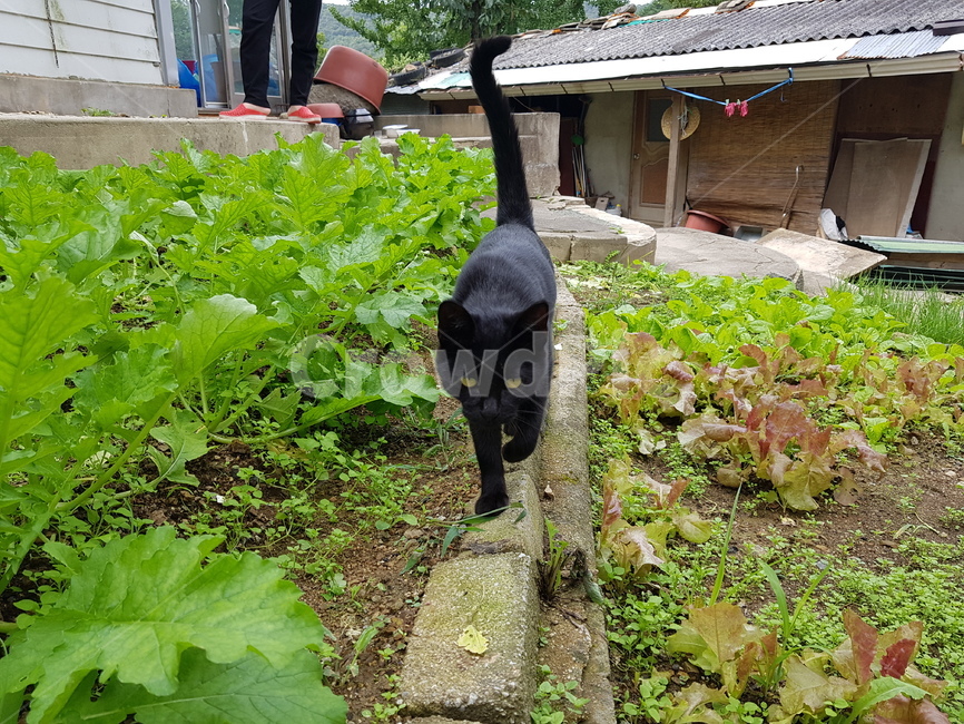 동물,고양이,길냥이,코숏,검은고양이,pet,cat,animal,동물,animal,포유류,mammal,고양이,cat,kitten,kitty