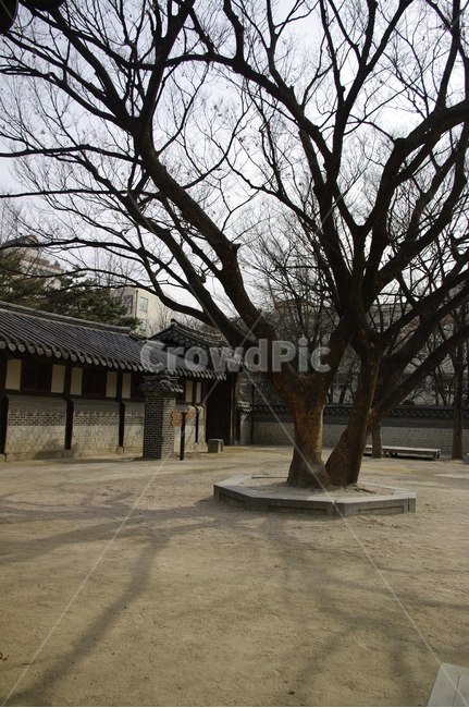 한옥,tradition,나무,전통가옥,운현궁,마당