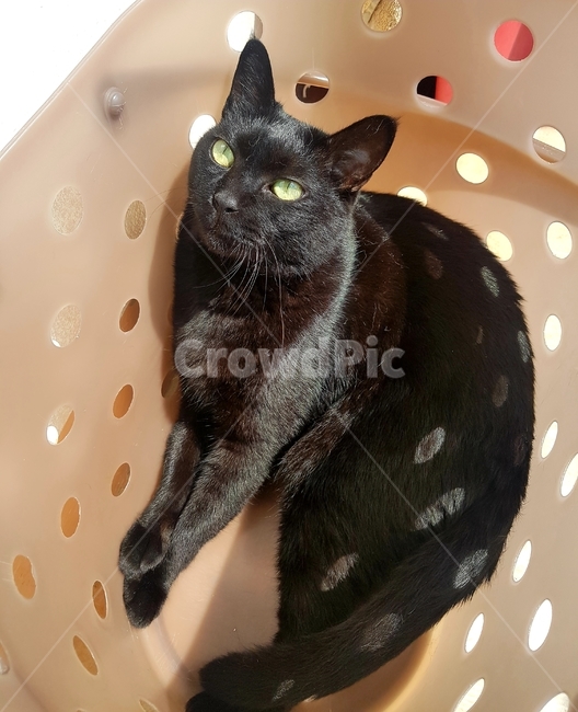 고양이,black,검은고양이,동물,cat,동물,animal,포유류,mammal,고양이,cat,kitten,kitty
