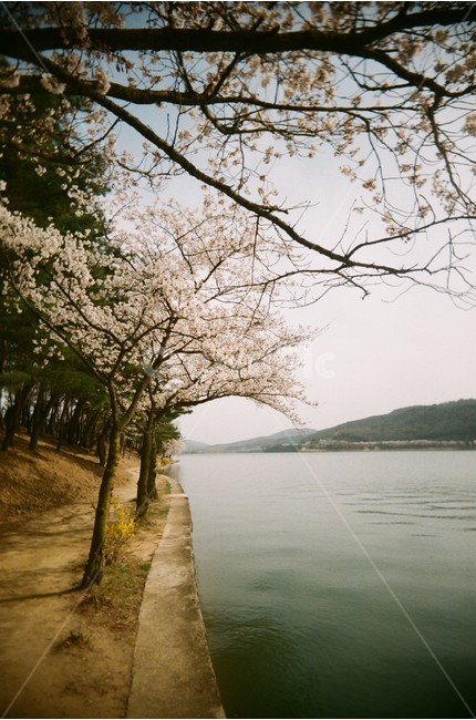 호수,벚꽃,자연,풍경,봄,벚나무,보문호,보문호수,식물,자연,plants,nature,꽃,flower