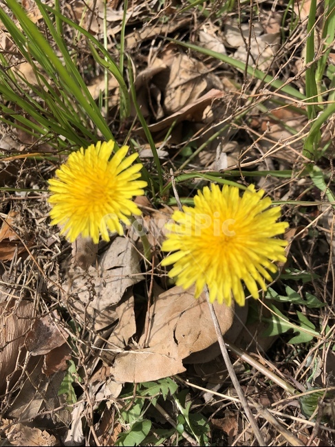 자연,봄,꽃,spring,민들레,식물,자연,plants,nature,꽃,flower