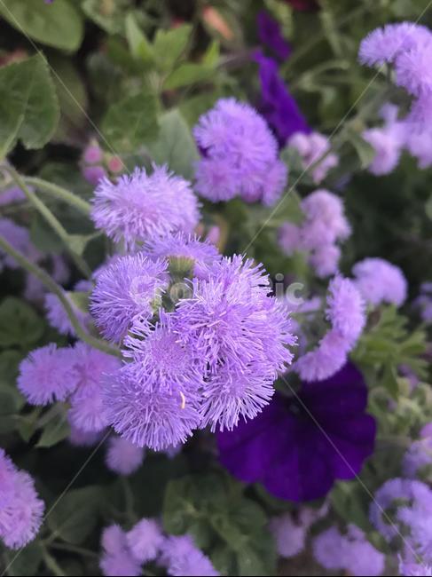 불로화,아게라텀,ageratum,보라,purple,flower,식물,꽃,blossom,plant,아름다운,beautiful,한해살이,풀