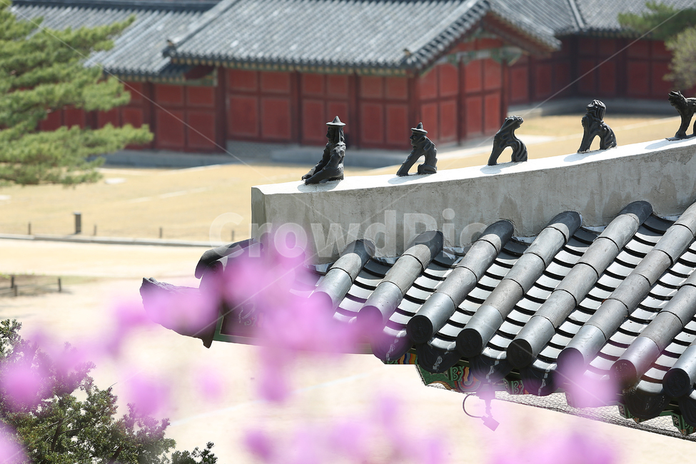 궁,봄,palace,spring,flower,꽃,창경궁,봄,계절,spring,season,한국전통,한국문화,korean traditional,korean culture,식물,자연,plants,nature,꽃,flower,건축물,건물외관,exterior,building,structure,architecture,construction