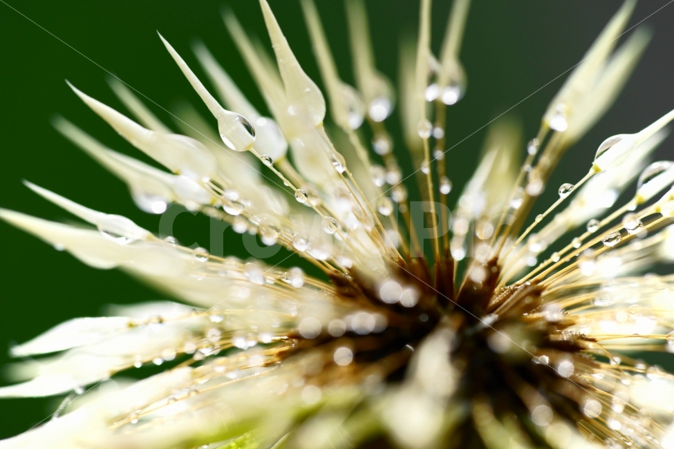 아침이슬,보케,민들레홀씨,민들레,매크로,식물,자연,plants,nature,꽃,flower