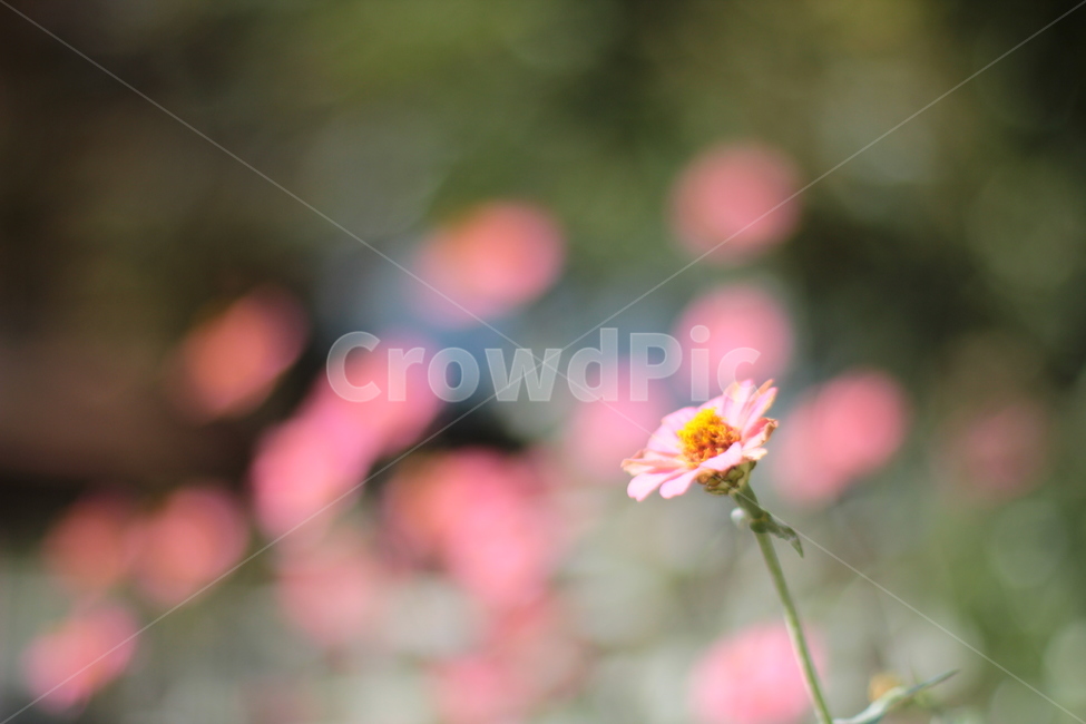 plant,식물,flower,꽃잎,꽃,식물,자연,plants,nature,꽃,flower