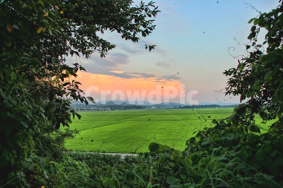 노을,일몰,색감,감성사진,감성,풍경,자연,풍경,nature,landscape,outdoors,옥외,grassland,목초지,field,들,paddy field,패디 필드