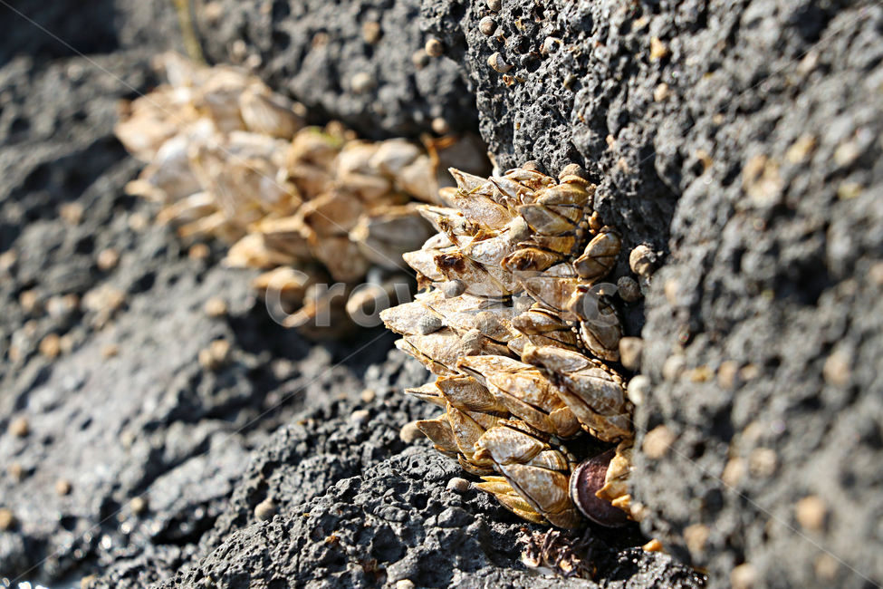 barnacle,거북손,갑각류,거북손붙이,절지동물,식재료,food,요리재료