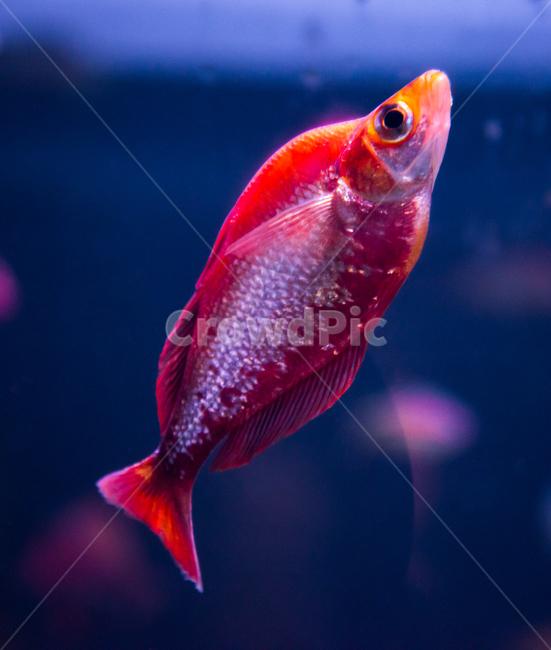 시클리드,담수어,물고기,아쿠아리움,수족관,동물,animal,어류,물고기,fish