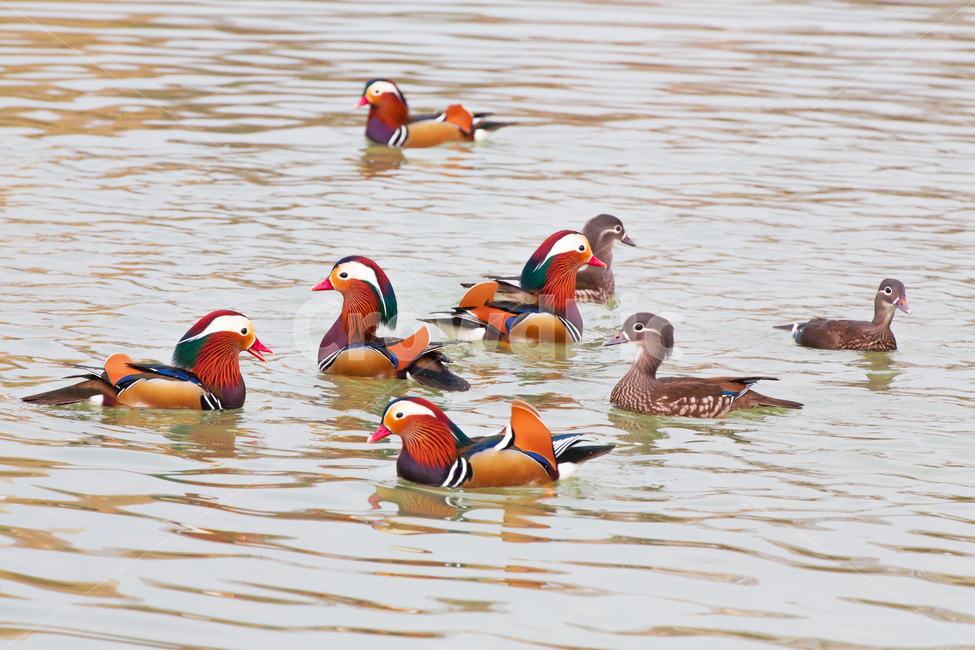 자연,동물,새,원앙,원앙새,야생,야생동물,연못,호수,저수지,겨울,텃새,bird,animal,water,outdoors,옥외,풍경,duck,waterfowl,물새,오리,물오리,비상,동물,animal,조류,새,birds