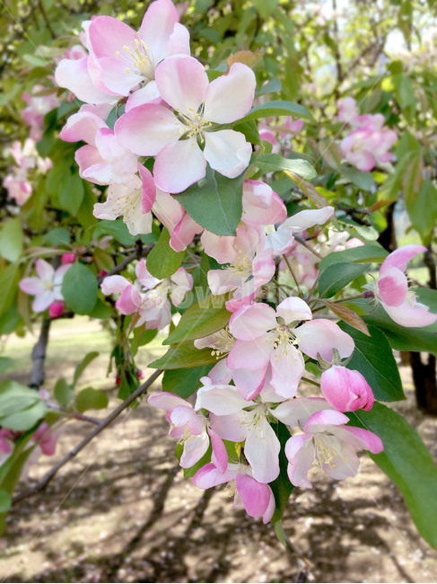 봄,꽃,봄꽃,꽃나무,분홍꽃,자연,식물,나무,봄,계절,spring,season,식물,자연,plants,nature,꽃,flower,plant