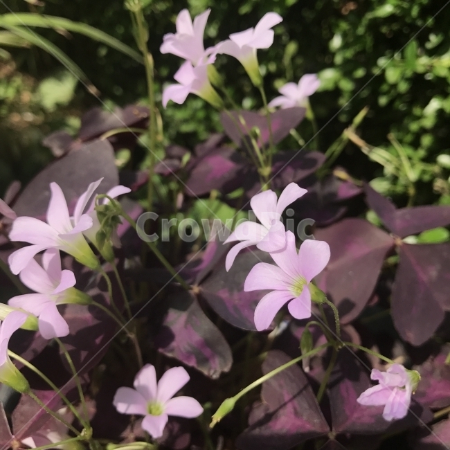 사랑초,옥살리스,보라사랑초,Oxalis,야생화,괭이밥,꽃,Flower,식물,식물,자연,plants,nature,꽃,flower