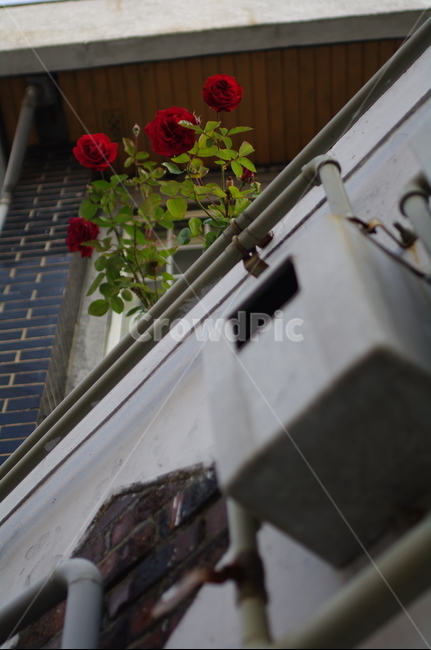 장미,flower,꽃,plant,식물,골목,계량기,로우앵글