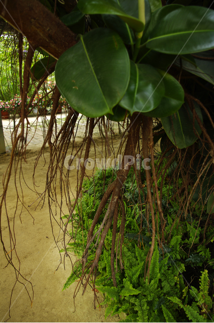 식물,나무,plant,잎,tree,식물,자연,plants,nature