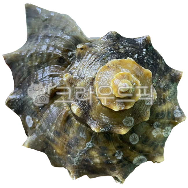 conch,seafood,Wang Sora,turbanshell,Boiled conch,shellfish,sea animals,true conch,Steamed sea conch,animal,sea creatures,topshell,invertebrates,seaanimal,horn conch,fish and shellfish,marine life
