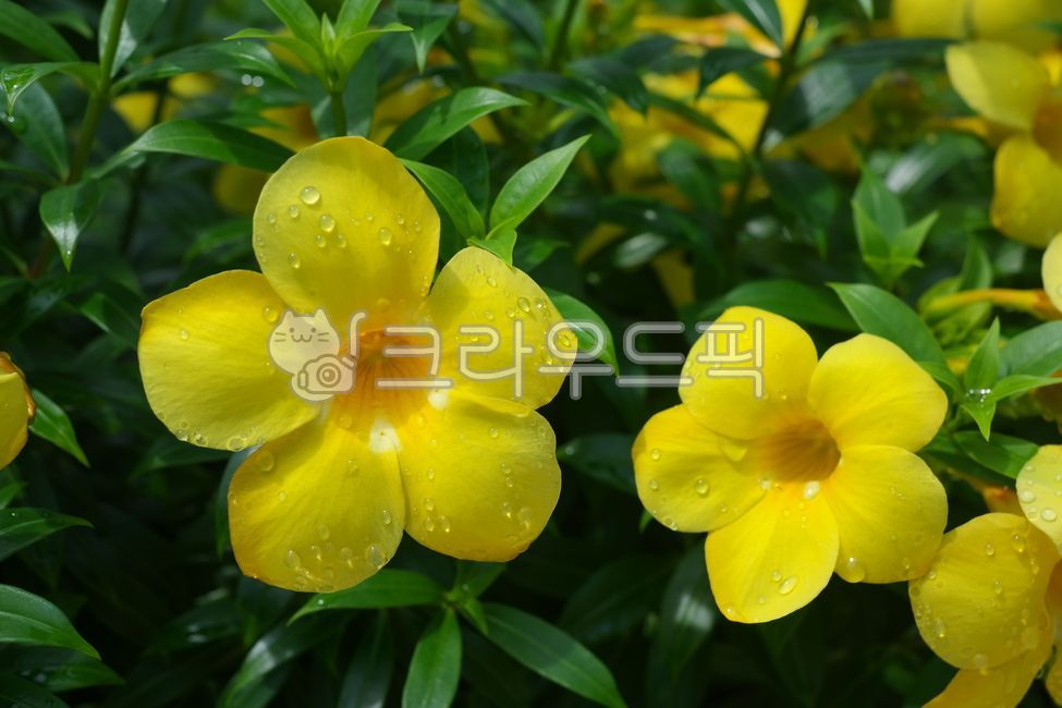 splendor,green,Allamanda,nature,yellow,yellow bell,golden trumpet,leaf,Cathartica,raindrop,flower,spring,water drop,petal,Dew,plant,season,garden