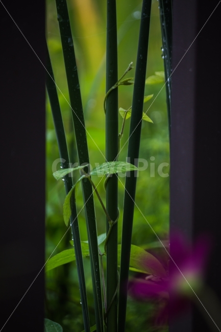 풍경,줄기,비,빗방울,잎사귀,식물,자연,plants,nature,비,비오는날,rain,rainy