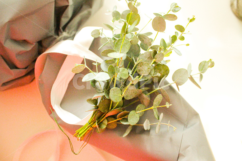 plant,식물,유칼립투스,드라이플라워,꽃다발