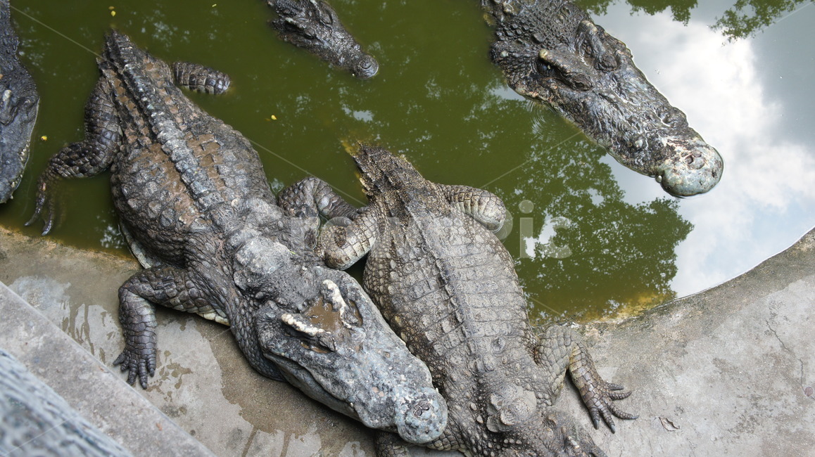 악어,태국,악어농장,정글,파충류,늪,동물,animal,파충류,양서류,reptile,amphibian