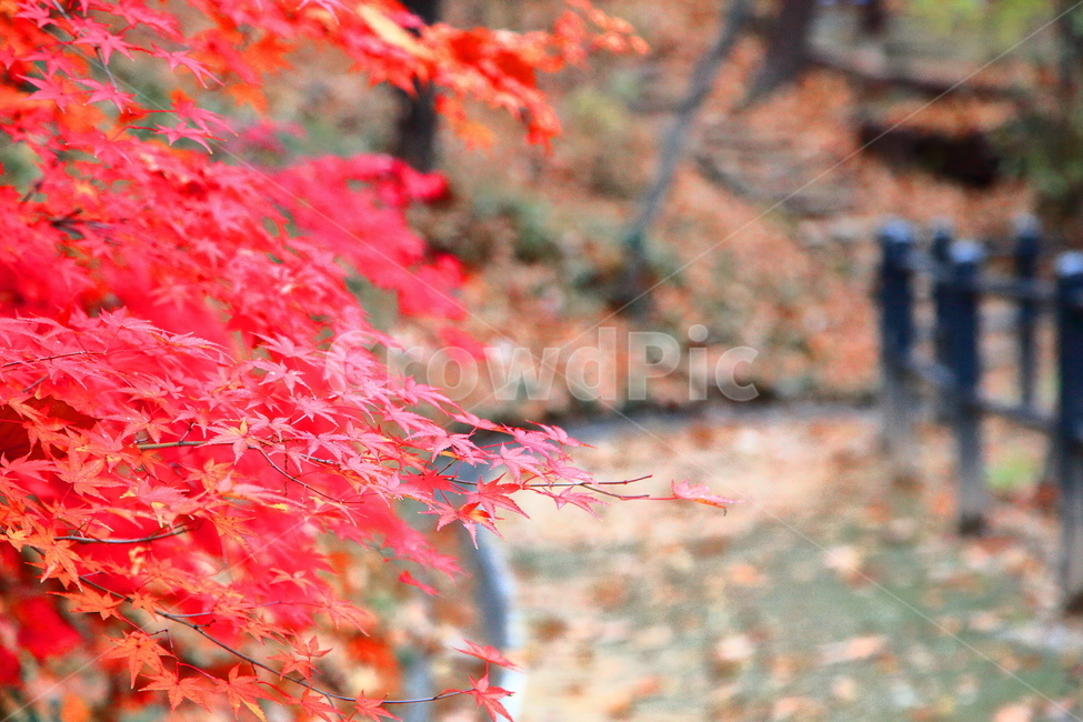 가을,단풍,풍경,늦가을,경치,낙엽,가을,계절,fall,autumn,season,leaf,잎,plant,식물,tree,나무,maple